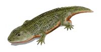 Peltobatrachus BW