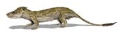 Oligokyphus BW