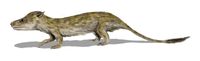 Oligokyphus BW