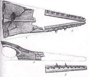Taniwhasaurus oweni
