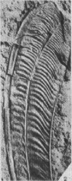 Longisquama feather closeup