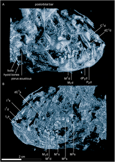 Darwinius masillae skull
