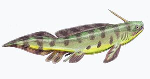 Expleuracanthus1DB