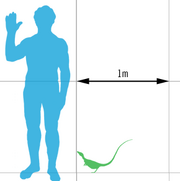 Sinosauropteryx scale