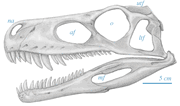 Herrskull