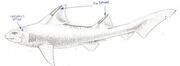 Copy of Shark Skeleton