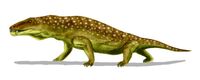 Anteosaurus BW