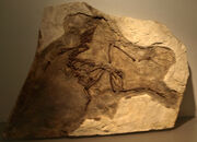 YixianornisGrabaui-PaleozoologicalMuseumOfChina-May23-08