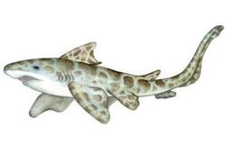 Paleocarcharias