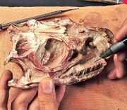 Adeopapposaurus skull
