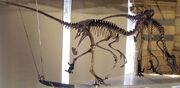 Dromaeosaurus group NHM2