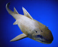Hybodus cephalic spines12