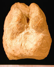 CamelFootprintBarstowMiocene