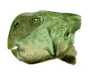 Psittacosaurus major BW