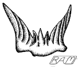 Antarctilamna tth1