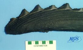 Pennsharkjaw2