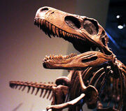 Herrerasaurus 1