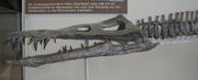 Liopleurodon tubingen1