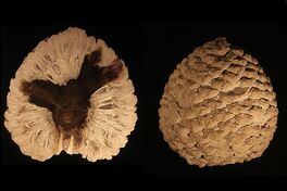 Petrified Araucaria cone from patagonia-Edit3