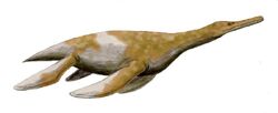 Trinacromerum BW