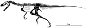 Herreraskeletal4