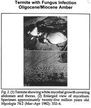Termite fungus1