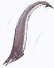 Basilosaurus1DB