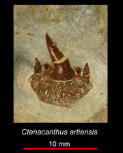 Ctenacanthus artiensis1