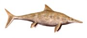 Stenopterygius BW