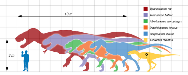 File:Tyrannosauridaescale.png