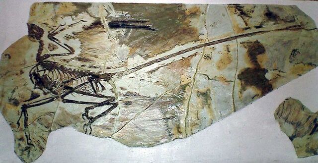 File:Microraptor (3).jpg
