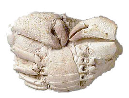Paleocarpilius - Crab (2)