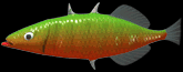 C3stickletrout.png