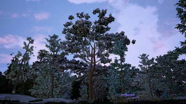 File:Italian Stone Pine2.png