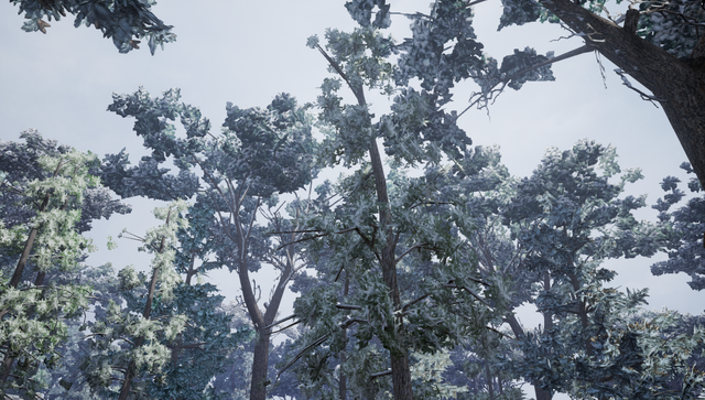 File:Eastern White Pine2.png