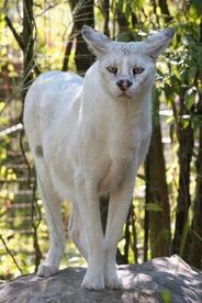 Serval1.jpg