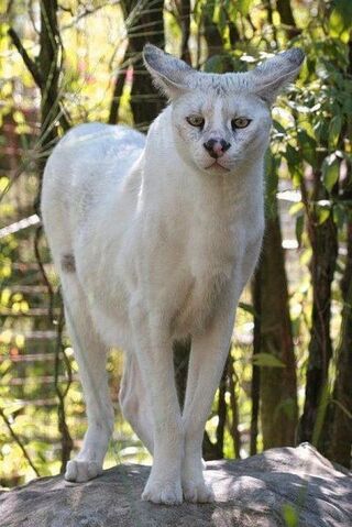 Archivo:Serval1.jpg