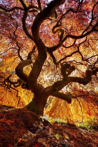 Magic-tree-1354236689 b.jpg
