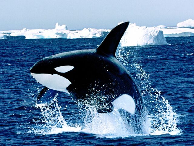 File:Emerging Killer Whale.jpg