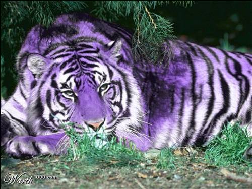 File:Me legend moonstar.jpg