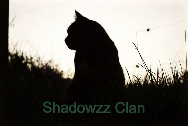 File:Shadowzz Clan Flag.jpg