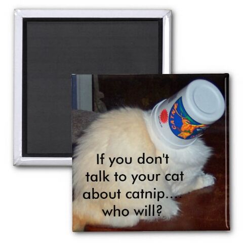 File:Cat~.jpg