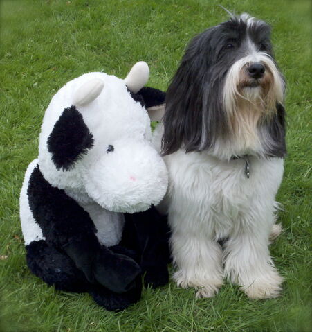 File:Winston and Mr Stuffy.jpg