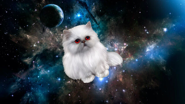 Файл:Wcats.jpg