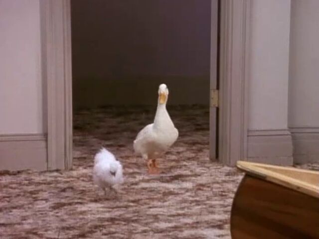File:Chicknduck.jpg