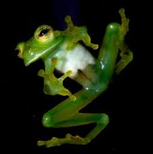 File:Frog11.jpg