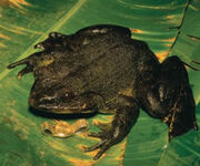 Golitath frog