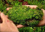 Moss 5