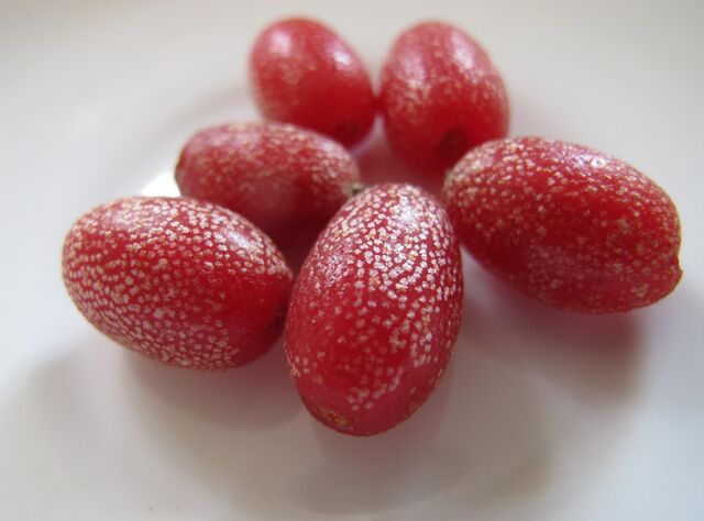 File:Fruit in the Hedge.jpg