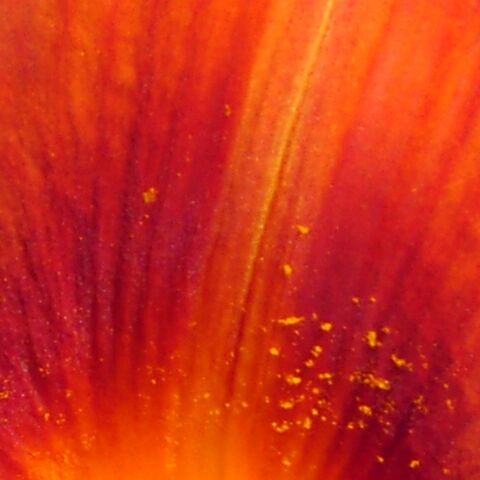 Fichier:Redpetal-Q.jpg